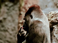  Gorilla-Leckerli 
